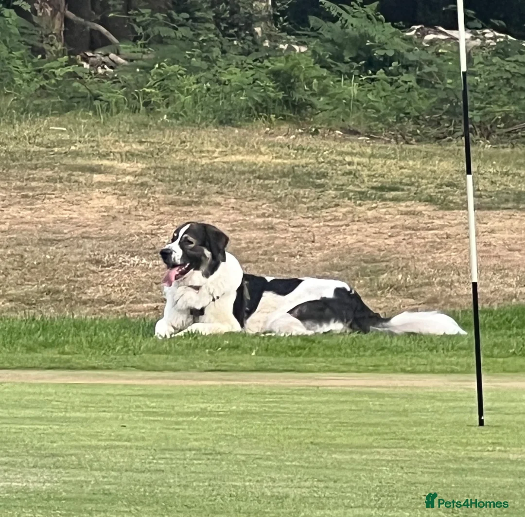 Mixed Breed dogs for sale: Maremma Caucasian Shepherd cross - Advert 2