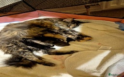 Maine Coon cats for sale: 5 week old Pure Bred Maine Coons for sale. - Image 22