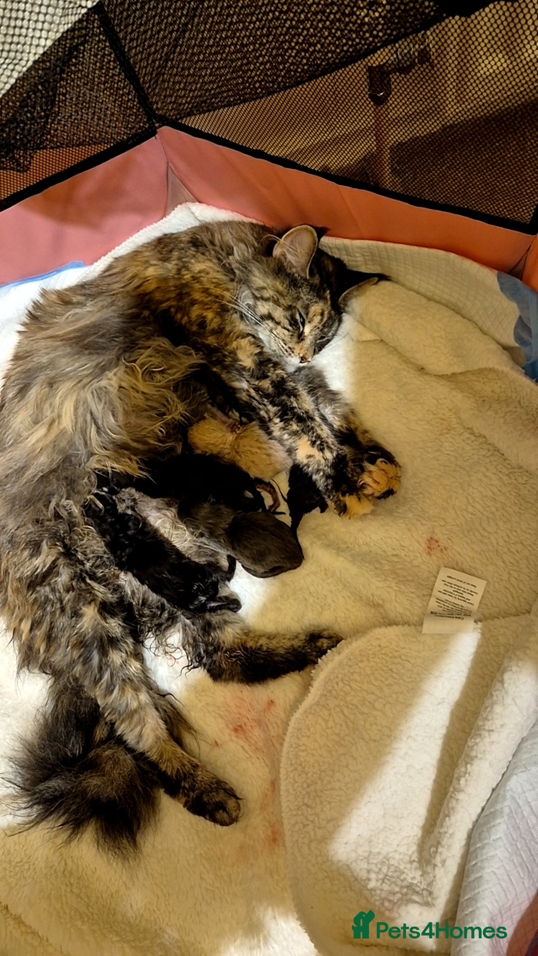 Maine Coon cats for sale: 5 week old Pure Bred Maine Coons for sale. - Image 22