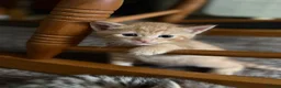 Domestic Shorthair cats for sale: 3 Beautiful kittens in Chichester - Advert 6