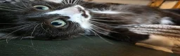 Mixed Breed cats for sale: Friendly Kittens Looking for Forever Home in Tregaron - Advert 8