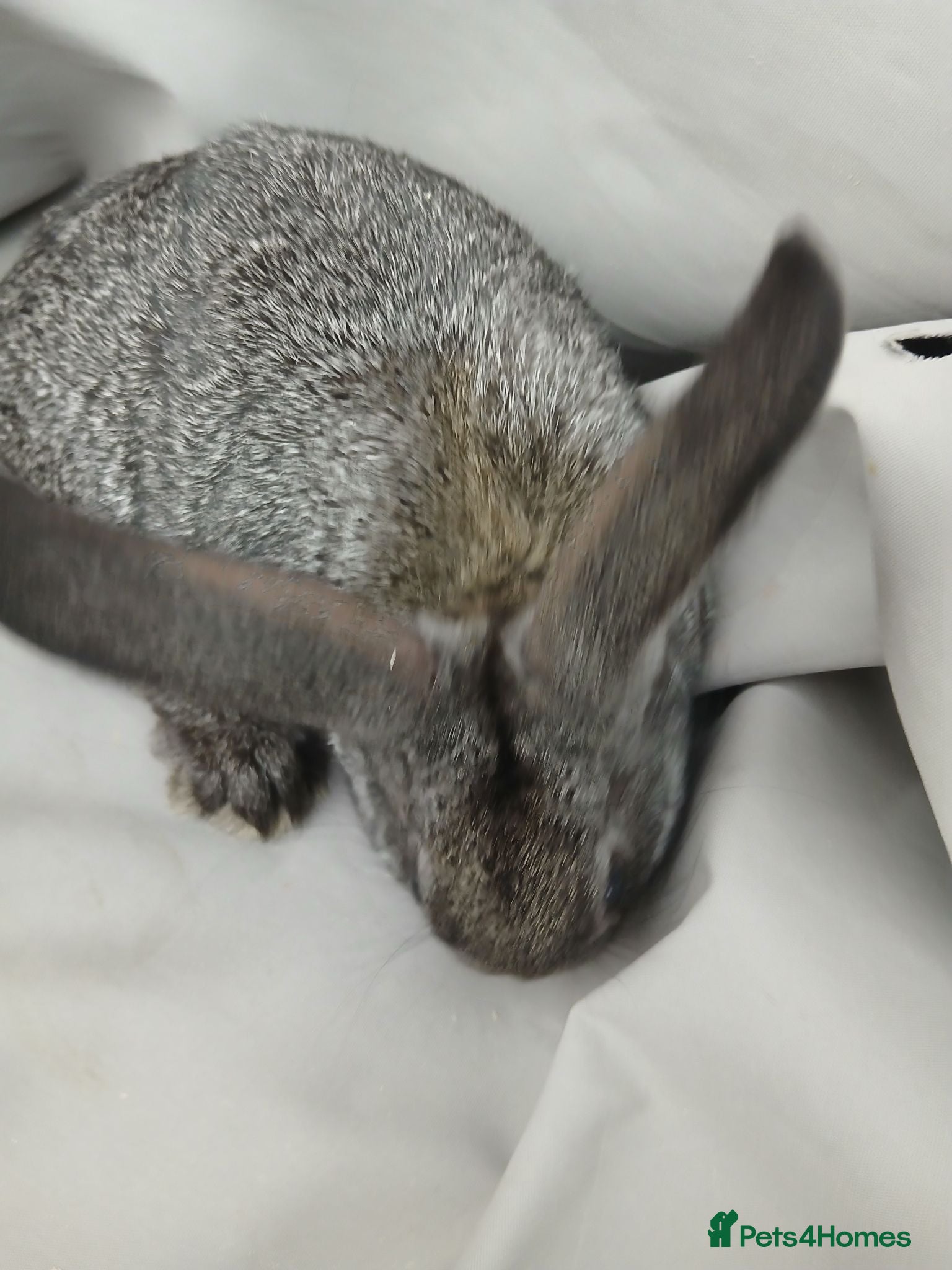 Mixed Breed rabbits Baby bunnies Dutch cross lop  - Advert 21