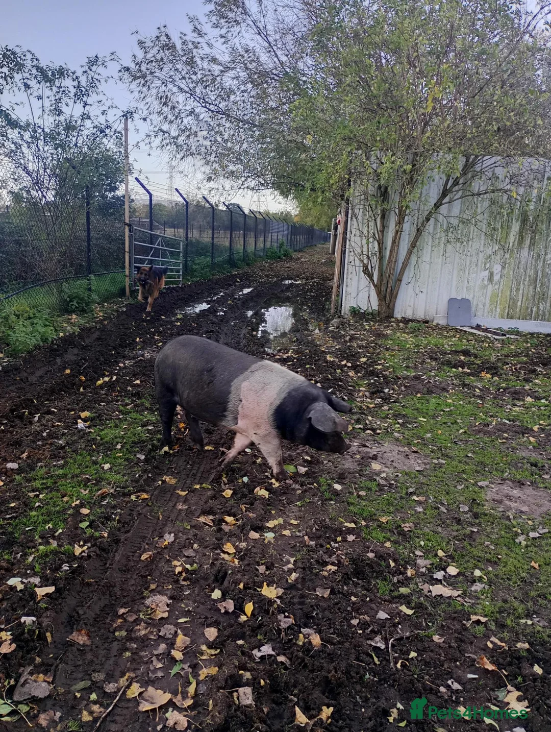 Pig livestock for sale: Saddleback pigs - Advert 2