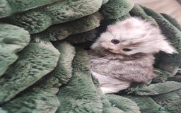 Devon Rex cats for sale: Munchkin x Devon rex  - Image 5