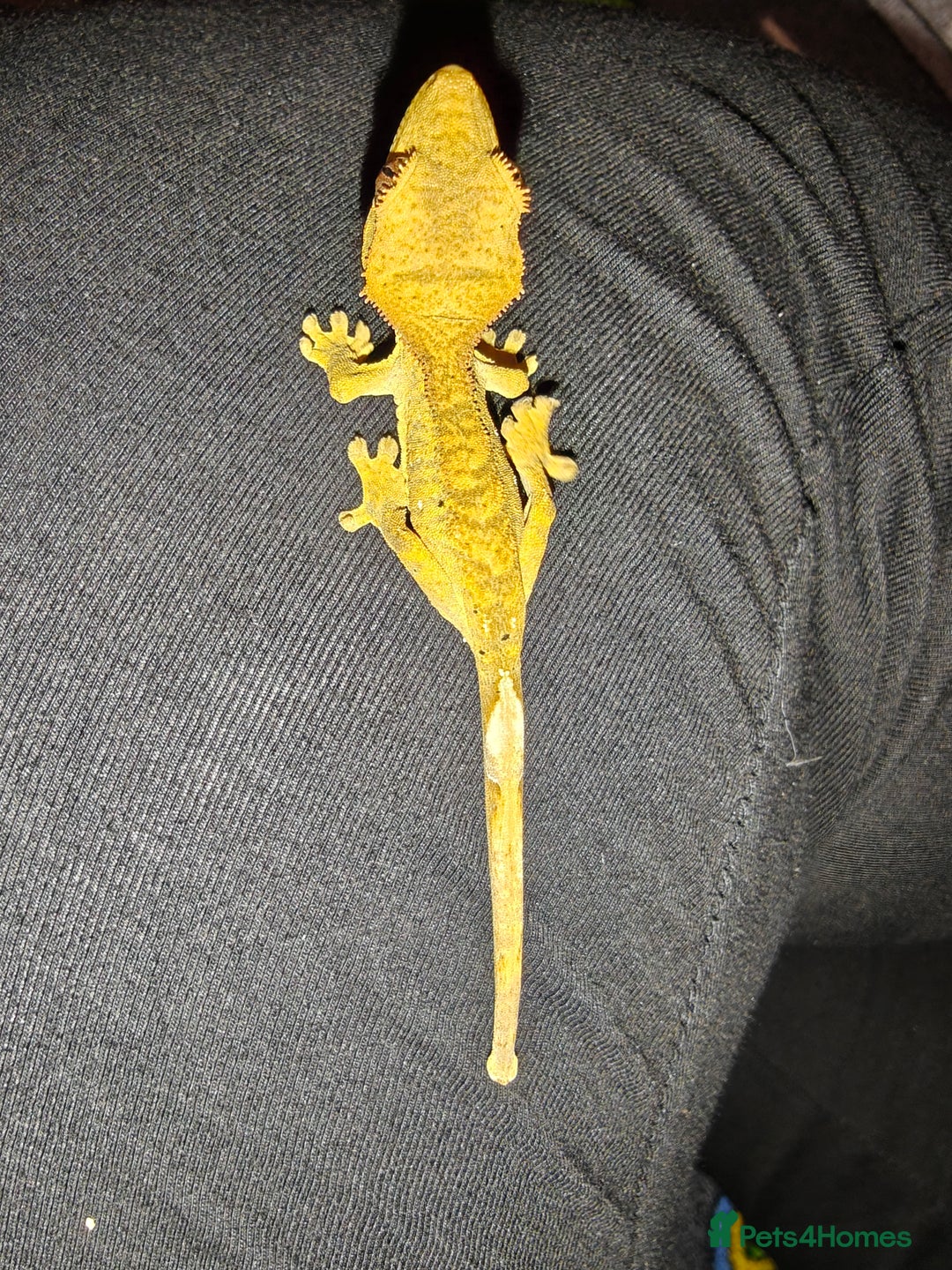 Gecko reptiles for sale: Unsexed Baby Crested Geckos - Advert 5