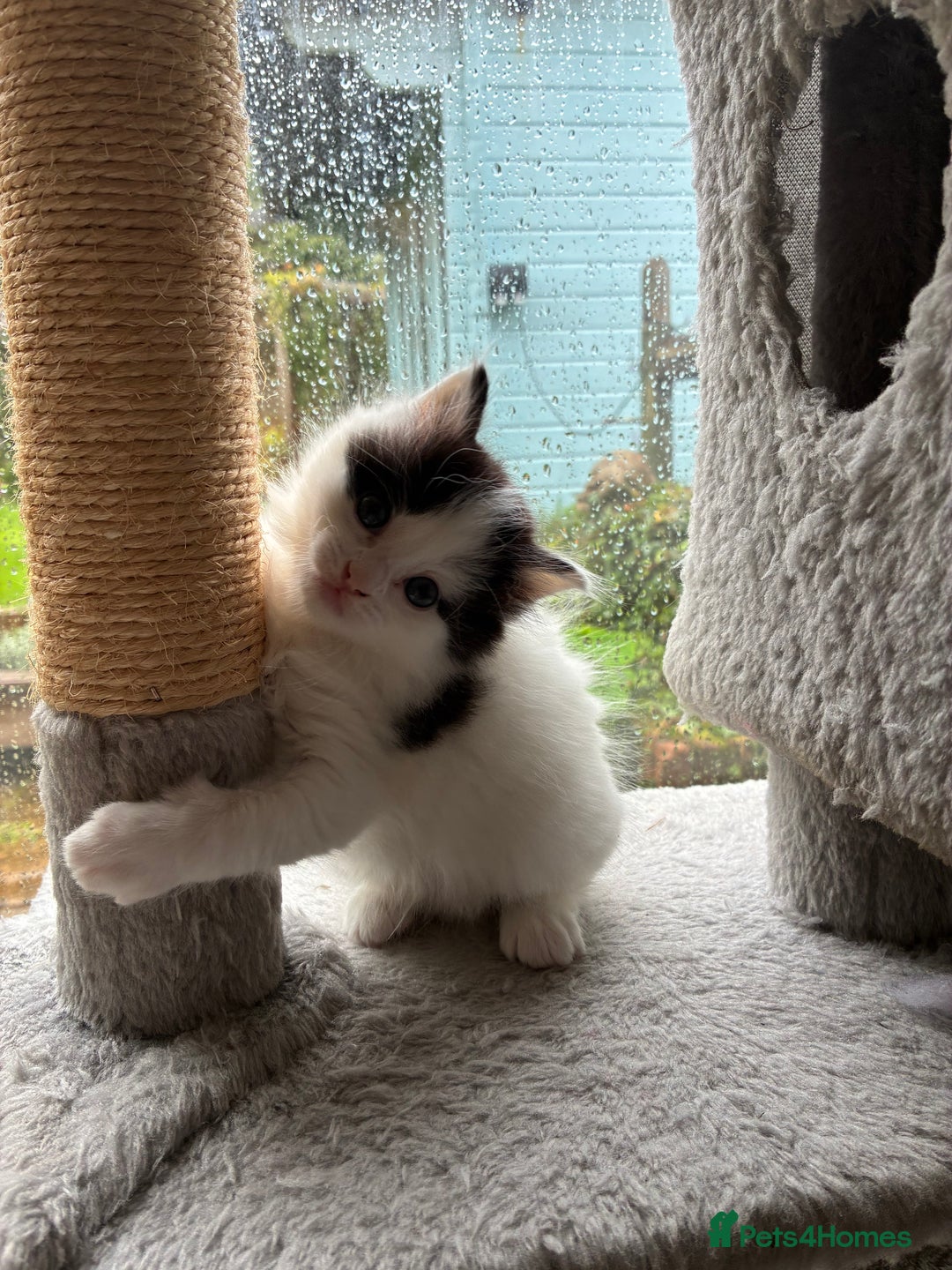 Mixed Breed cats for sale: Adorable Playful Happy Mixed breed kittens - Image 28