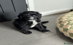 Sheepadoodle dogs for sale: Miniature Sheepadoodles (F1) - Image 3