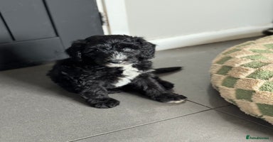 Sheepadoodle dogs - Advert 3