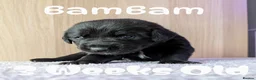 Mixed Breed dogs for sale: Golden Retriever X Greater Swiss Mountain Dog in North Shields - Advert 13