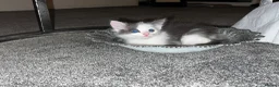 Ragdoll cats for sale: Beautiful Grey & White Ragdoll Kitten - Advert 17