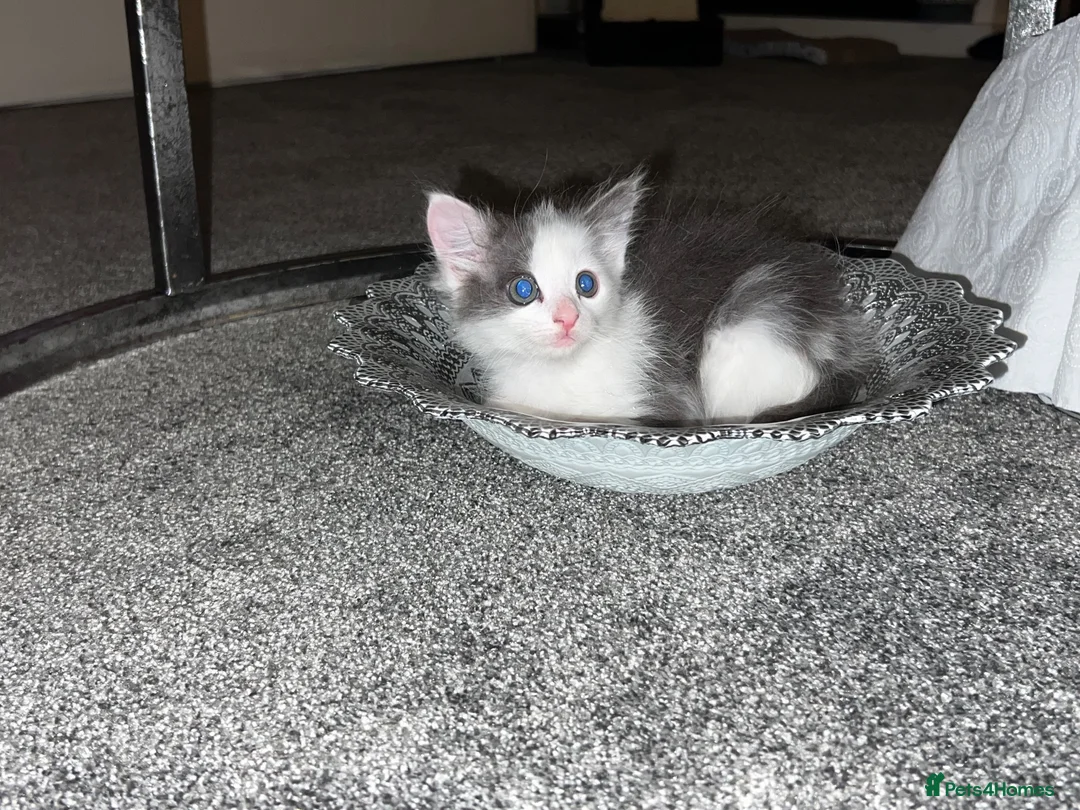 Ragdoll cats for sale: Beautiful Grey & White Ragdoll Kitten - Advert 17
