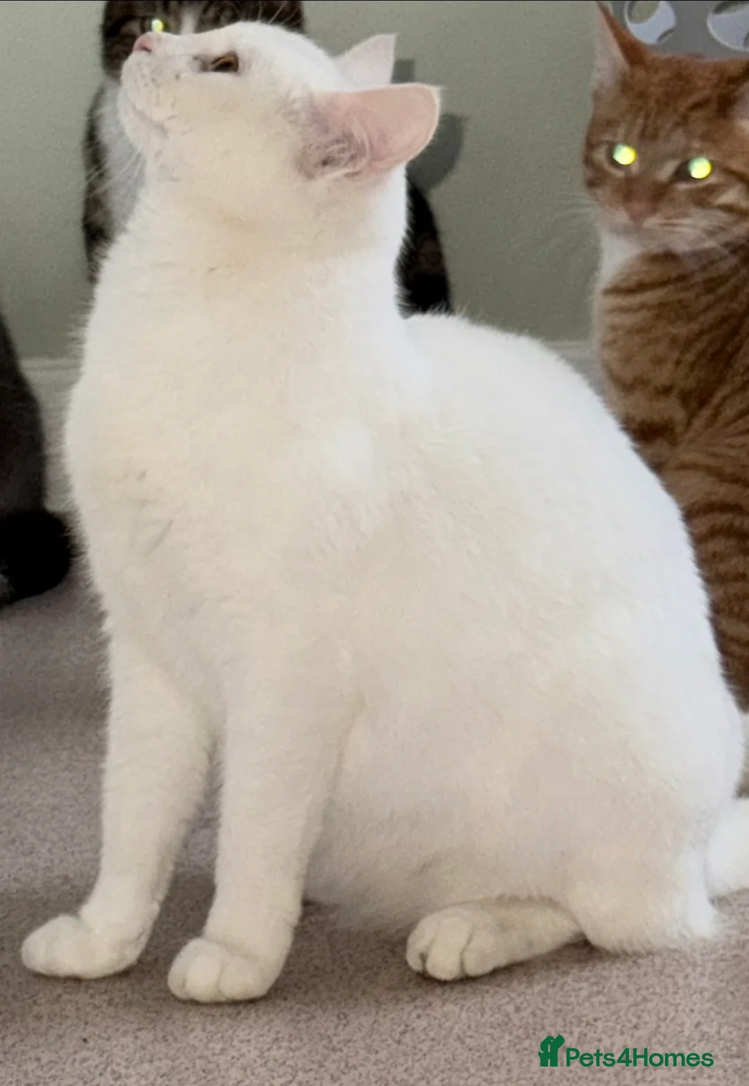 Mixed Breed cats for sale: 3 female cats, 13 months old in Mablethorpe - Advert 6