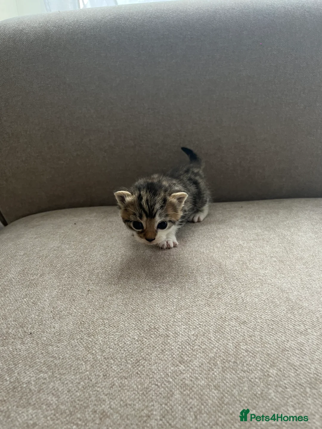 Mixed Breed cats for sale: 1 boy 1 girl ready start of may  - Advert 2