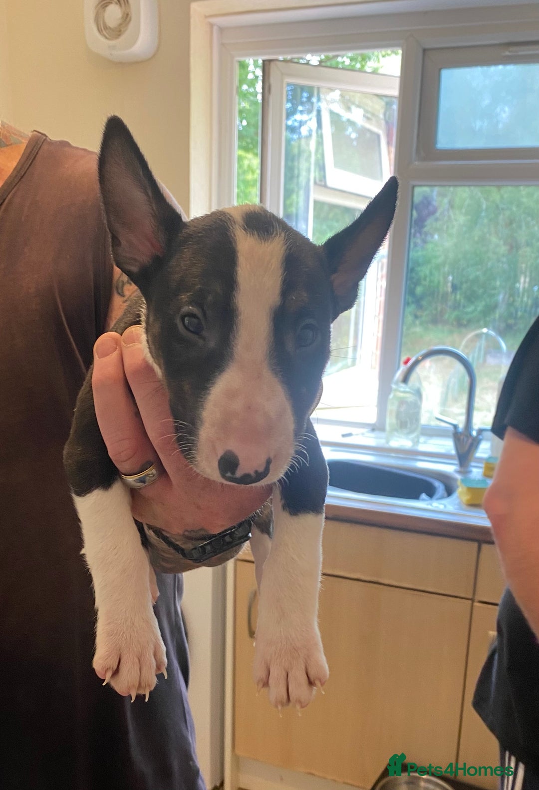English Bull Terrier dogs for sale: !!! ENGLISH BULL TERRIERS FOR SALE !!! - Image 3