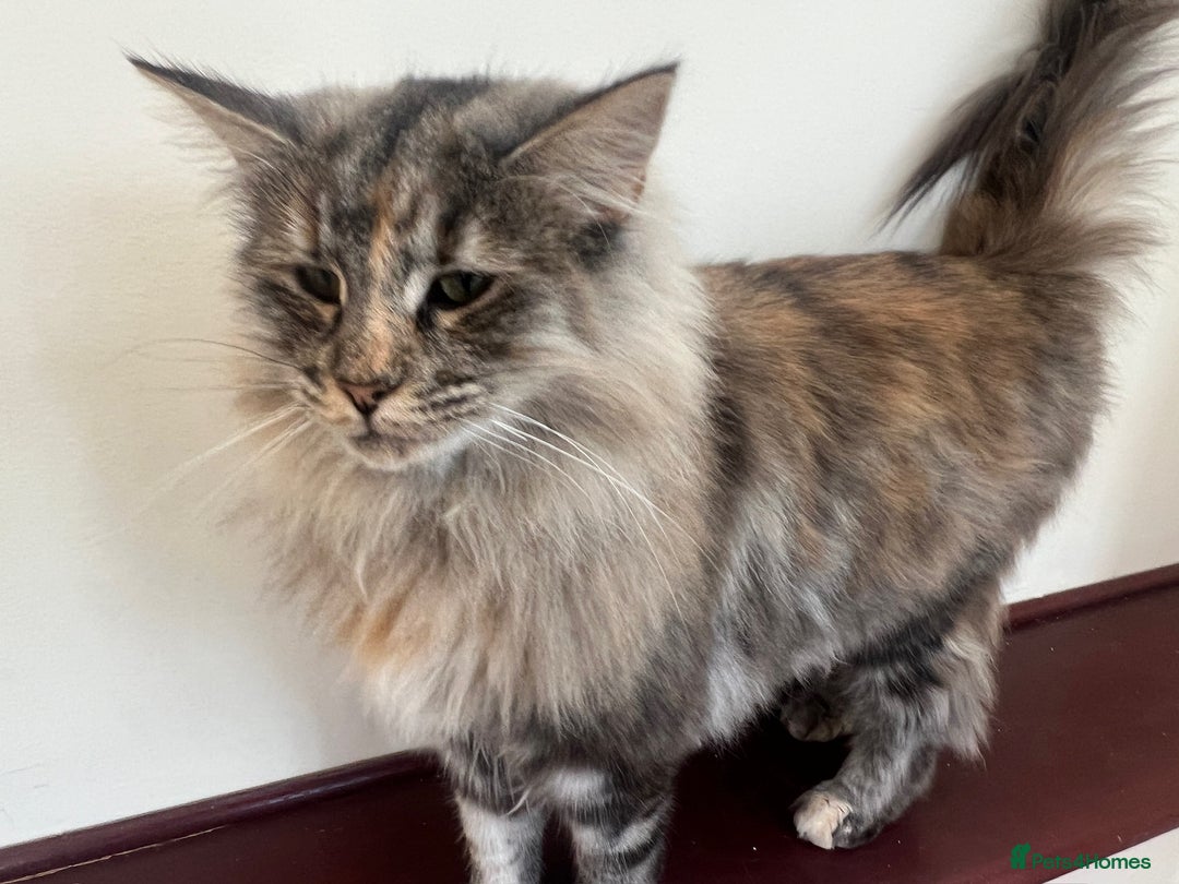 Norwegian Forest Cat cats for sale: 1 yr old full GCCF female Norwegian forest cat  - Advert 5