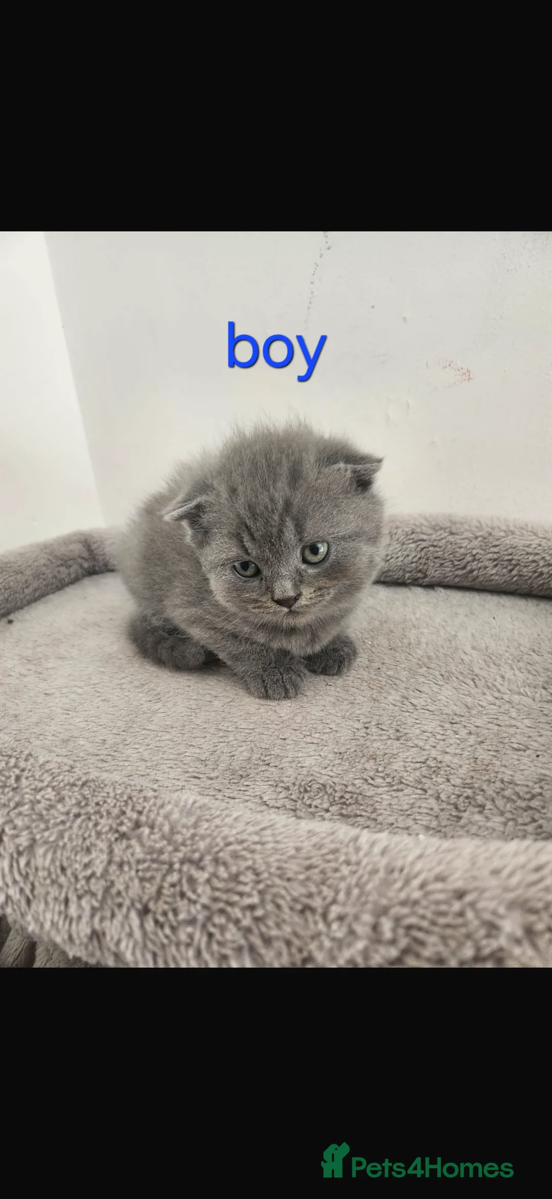 Scottish Fold cats for sale: SCOTTISH FOLDS 🏴󠁧󠁢󠁳󠁣󠁴󠁿  - Advert 12