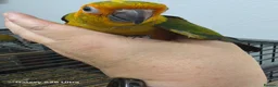 Conures birds for sale: Silly Tame hand reared Male Sun Conure with cage - Advert 13