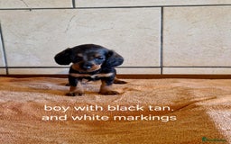 Doxiepoo dogs for sale: 9 beautiful doxiepoo puppies for sale  - Image 1
