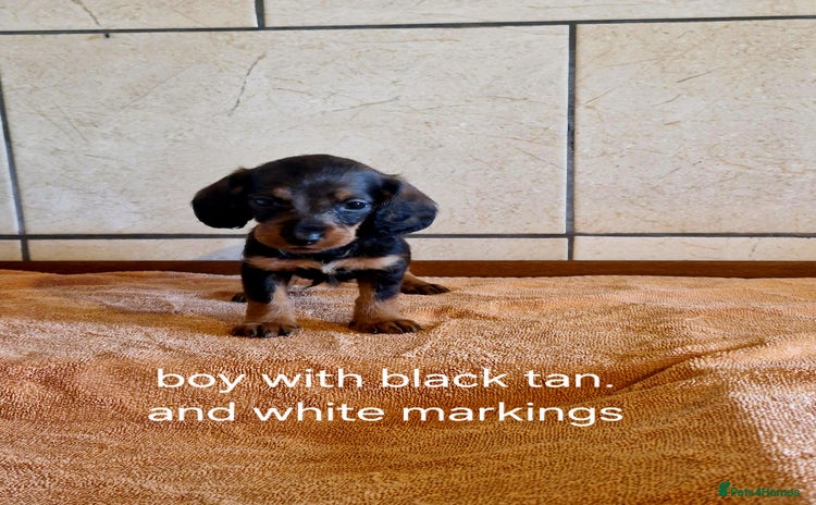 Doxiepoo dogs - Advert 1