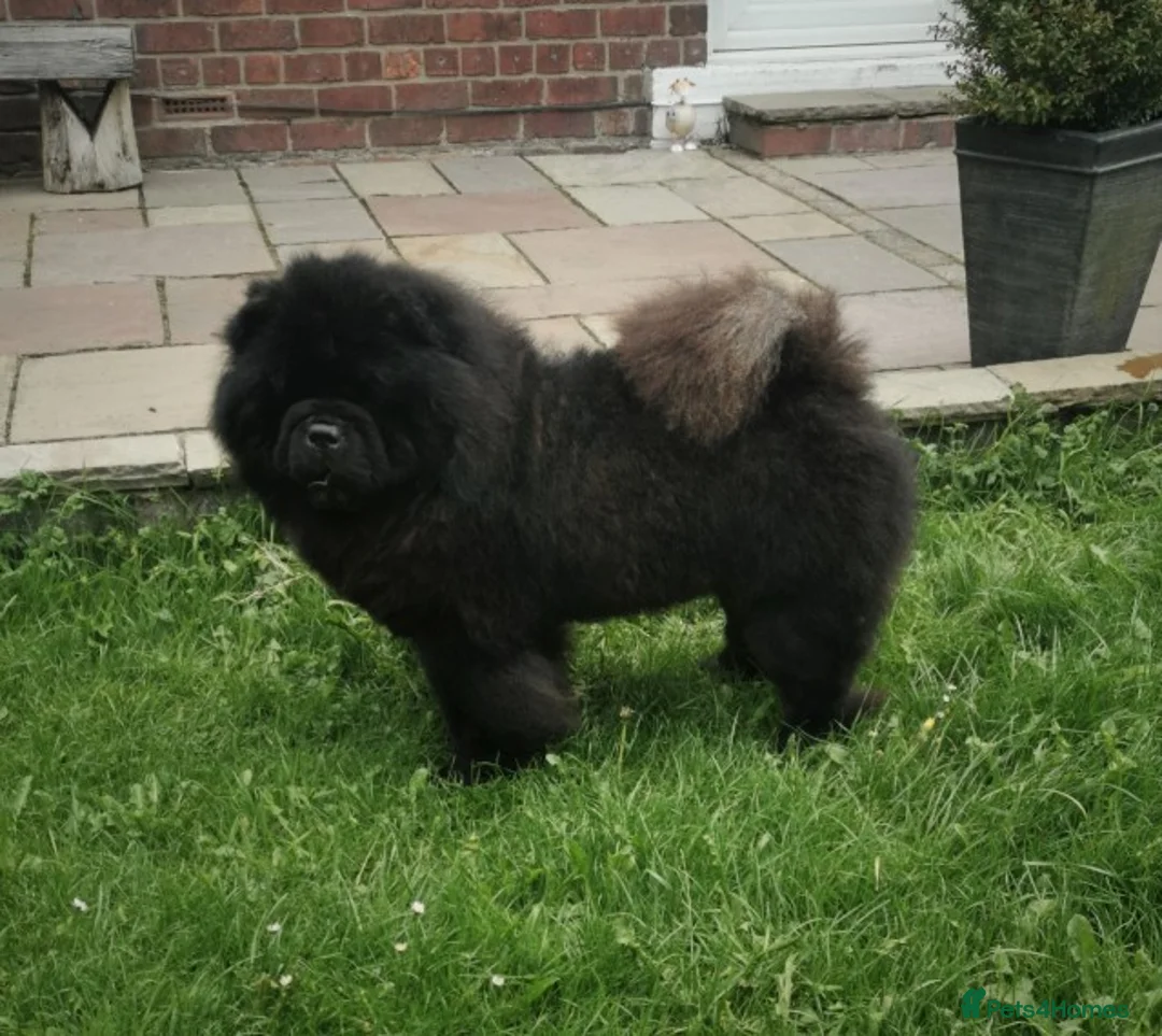 Chow Chow dogs for stud: kc reg..proven..carries blue and chocolate in Wingate - Advert 2