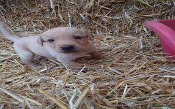 Labrador Retriever dogs for sale: KC Registered Fox Red & Yellow Labradors - Image 12