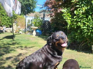 Rottweiler dogs - Advert 28