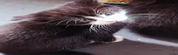 Mixed Breed cats for sale: 4 beautiful kittens for sale - Advert 8