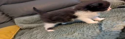 Mixed Breed cats for sale: Adorable kittens looking for forever home  in Pershore - Advert 36