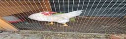 Chickens poultry for sale: Male Leghorn Cockerel  - Advert 2