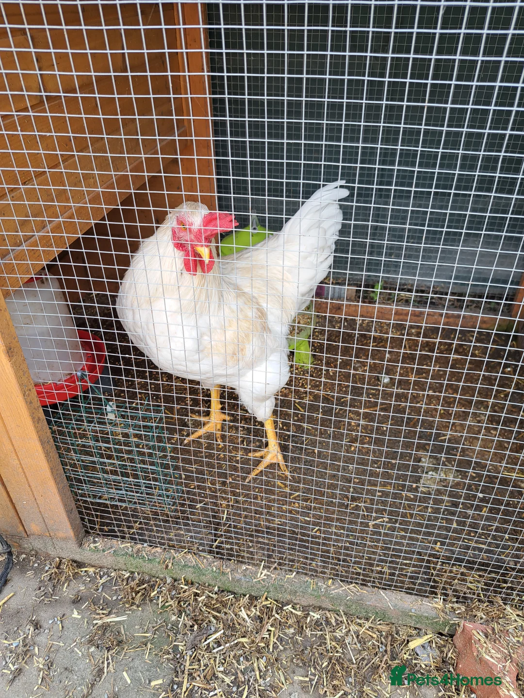 Chickens poultry for sale: Male Leghorn Cockerel  - Advert 2