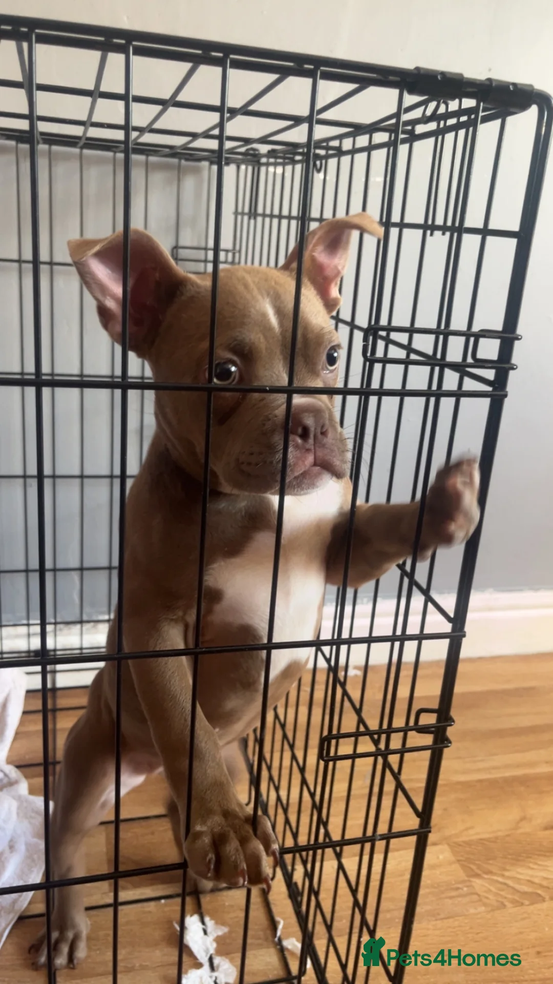 Mixed Breed dogs for sale: Pocket bully in Blackburn - Advert 2