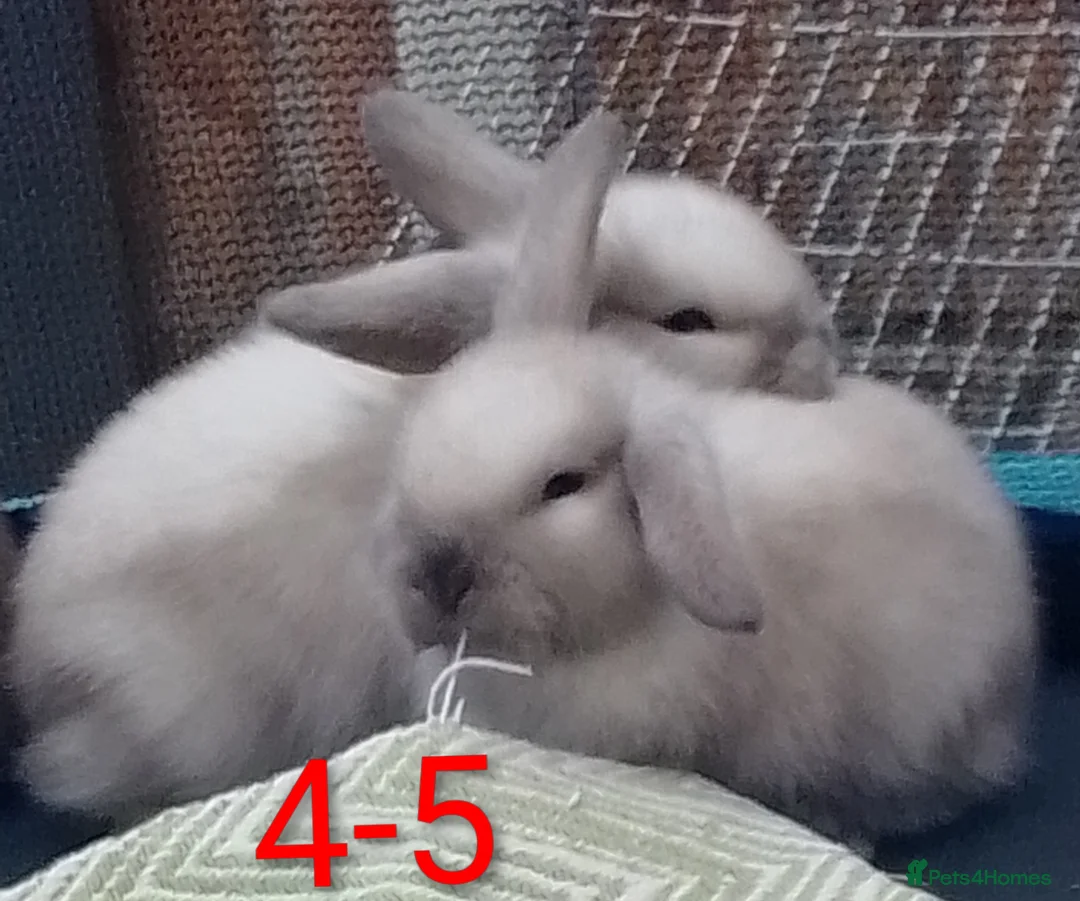Mini Lop rabbits for sale: Beautiful Mini Lop bunnies  - Advert 1