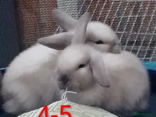 Mini Lop rabbits Beautiful Mini Lop bunnies - Advert 11