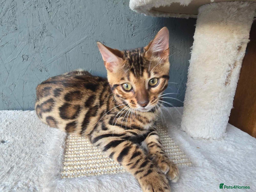 Bengal cats for sale: Bengal kittens for sale-Stunning 3-color Rosettes  - Image 8