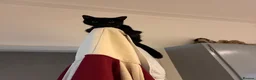 British Shorthair cats for sale: willow and binx - Advert 4