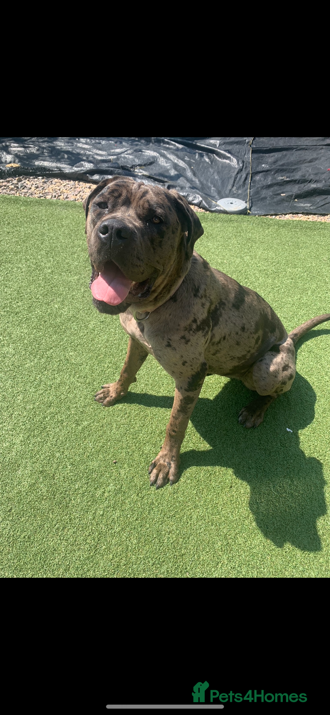 Cane Corso dogs for sale: Cane corso - Advert 11