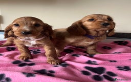 Cocker Spaniel dogs for sale: Golden show type cocker spaniel puppies  - Image 6