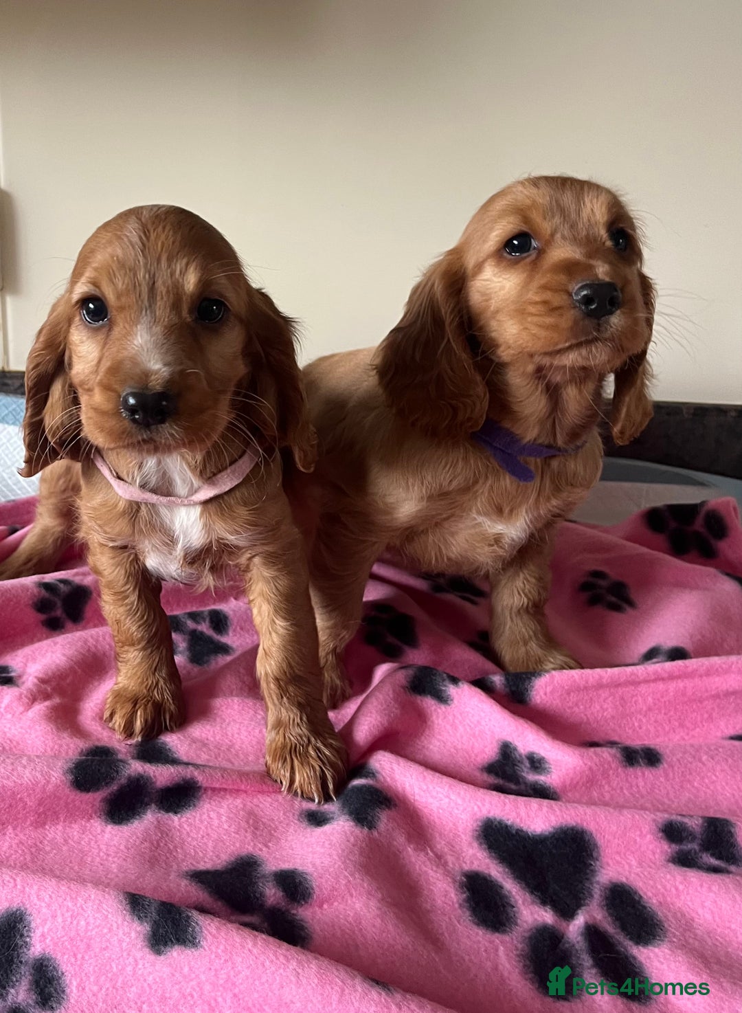 Cocker Spaniel dogs for sale: Golden show type cocker spaniel puppies  - Image 6