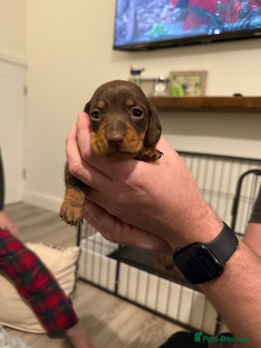 Miniature Dachshund dogs for sale: Miniature dachshund puppies. KC REG, PRA CLEAR 🥰 - Advert 5