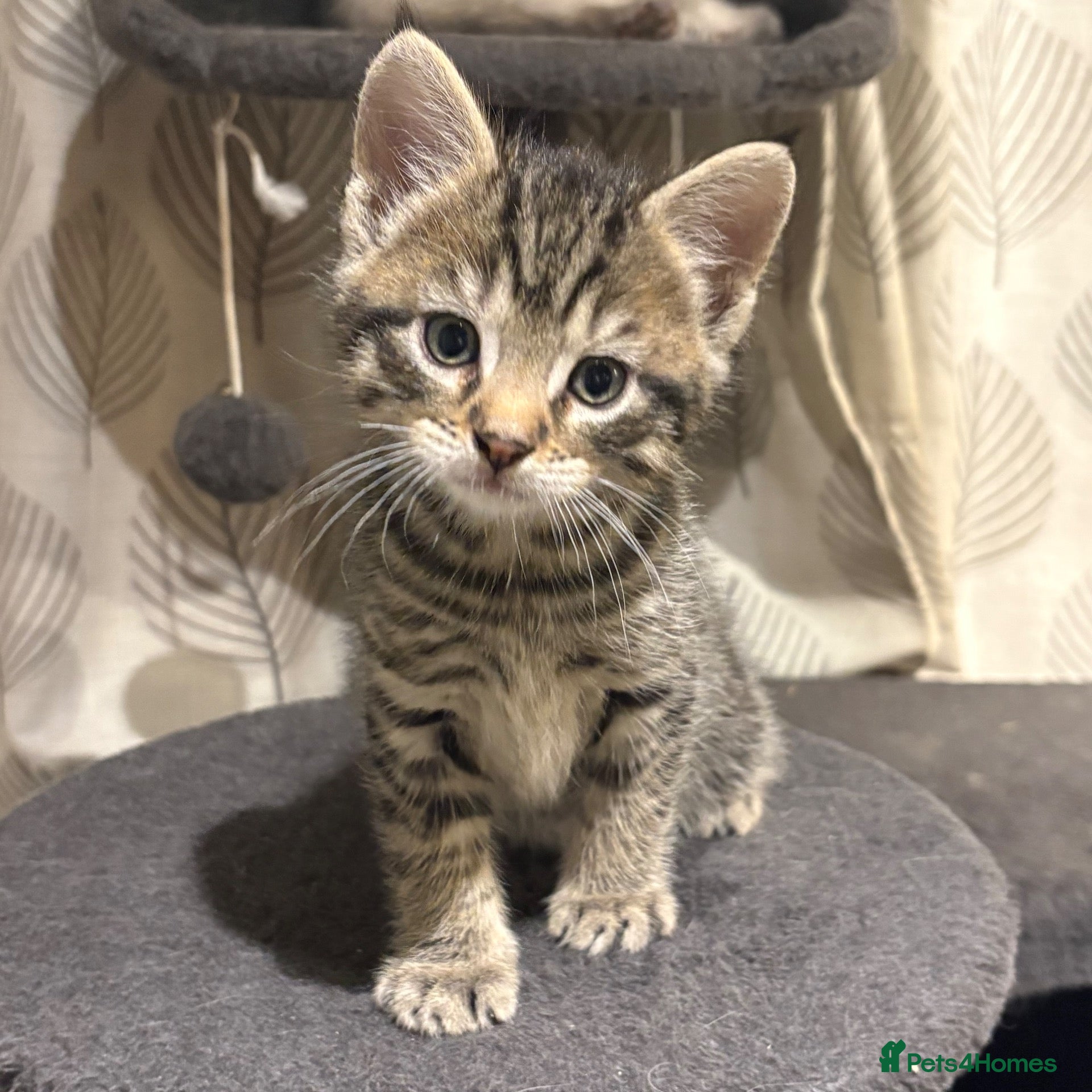 Ragcoon cats Beautiful friendly Maine coon x Ragdoll kittens - Advert 4