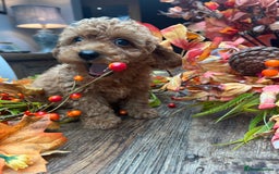 Cavachon dogs for sale: Ready Next week ❤️ - Image 3
