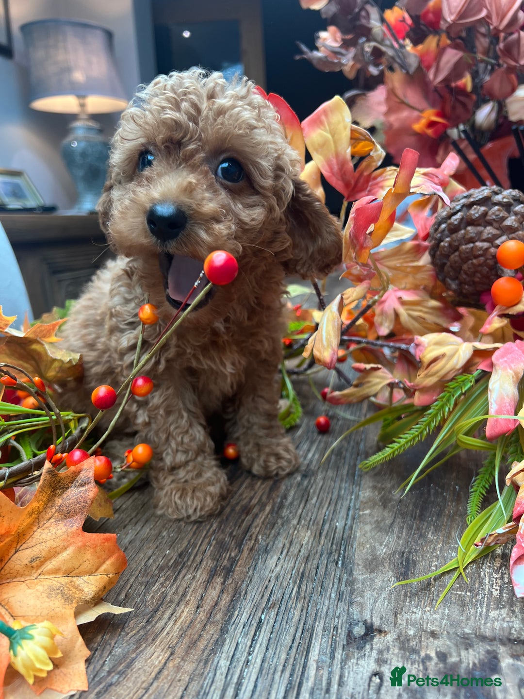 Cavachon dogs for sale: Ready Next week ❤️ - Image 3