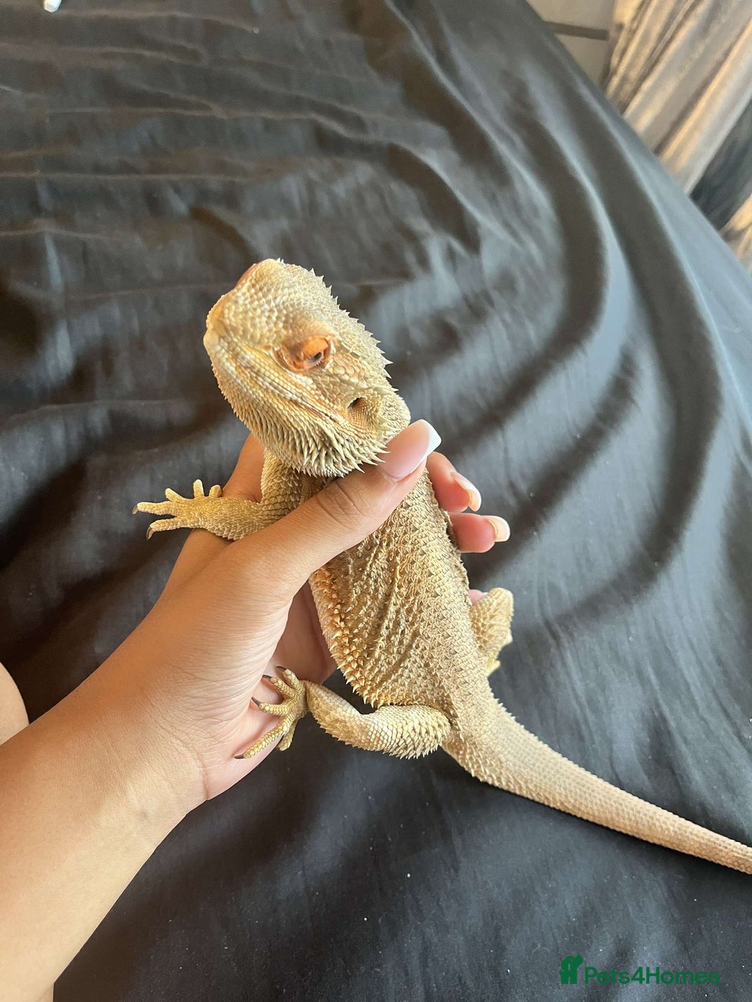 Bearded Dragon reptiles for sale: Bearded dragon  - Image 9