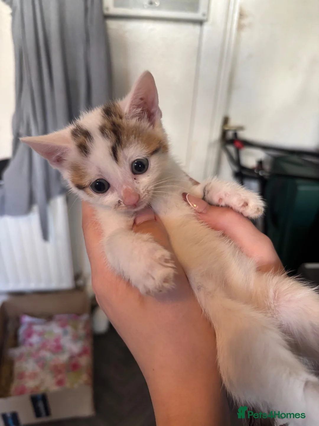 Domestic Shorthair cats for sale: 4 beautiful domestic shorthair kittens for sale  in Bradford - Advert 8