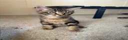 Mixed Breed cats for sale: 4 gorgeous striped black / grey tabby kittens - Advert 7