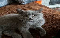 British Shorthair cats for sale: ❤️GCCF❤️ONE GIRL LEFT❤️READY❤️ BRITISH SHORTHAIR❤️ - Image 29