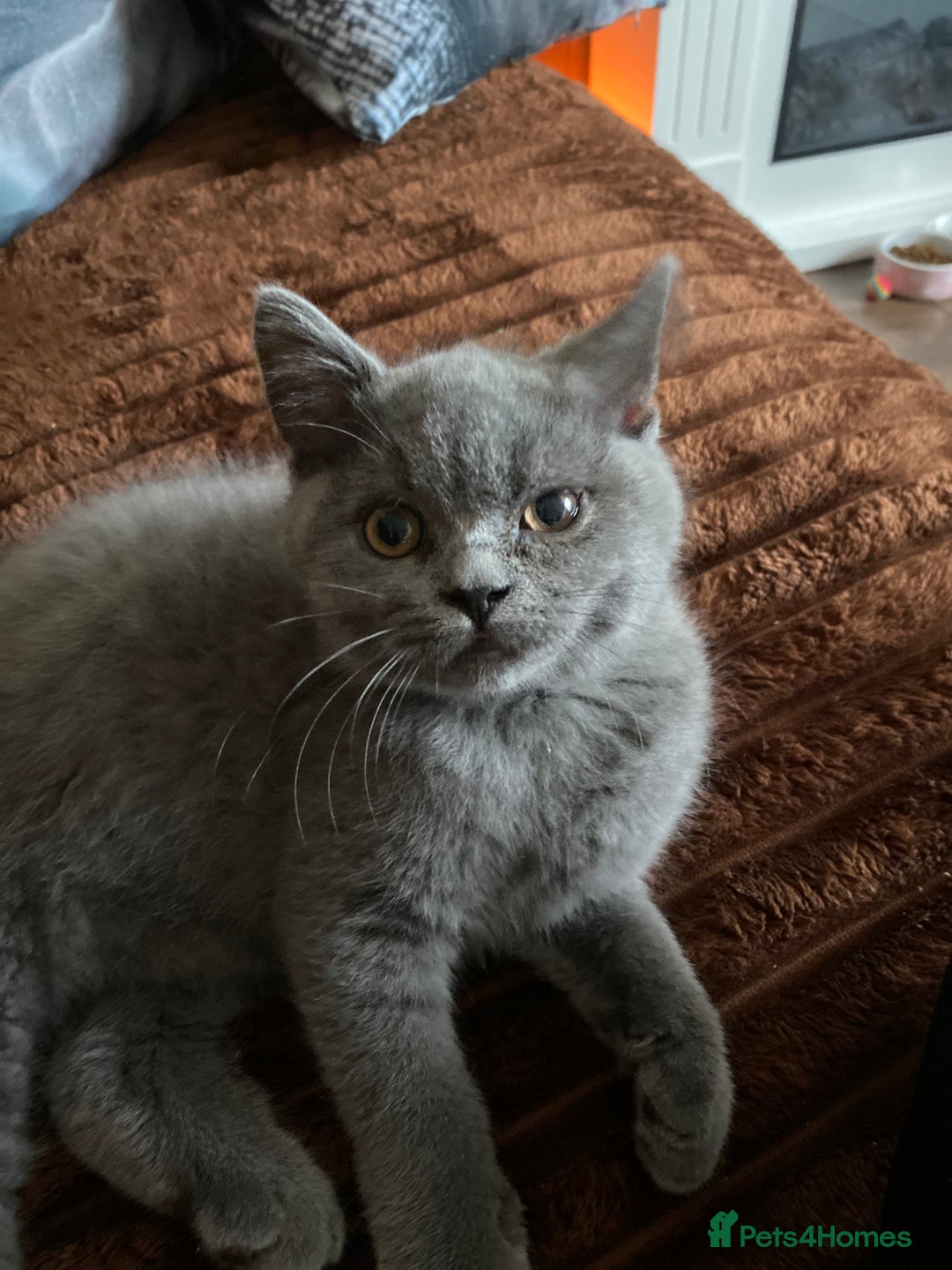 British Shorthair cats for sale: ❤️GCCF❤️ONE GIRL LEFT❤️READY❤️ BRITISH SHORTHAIR❤️ - Image 29
