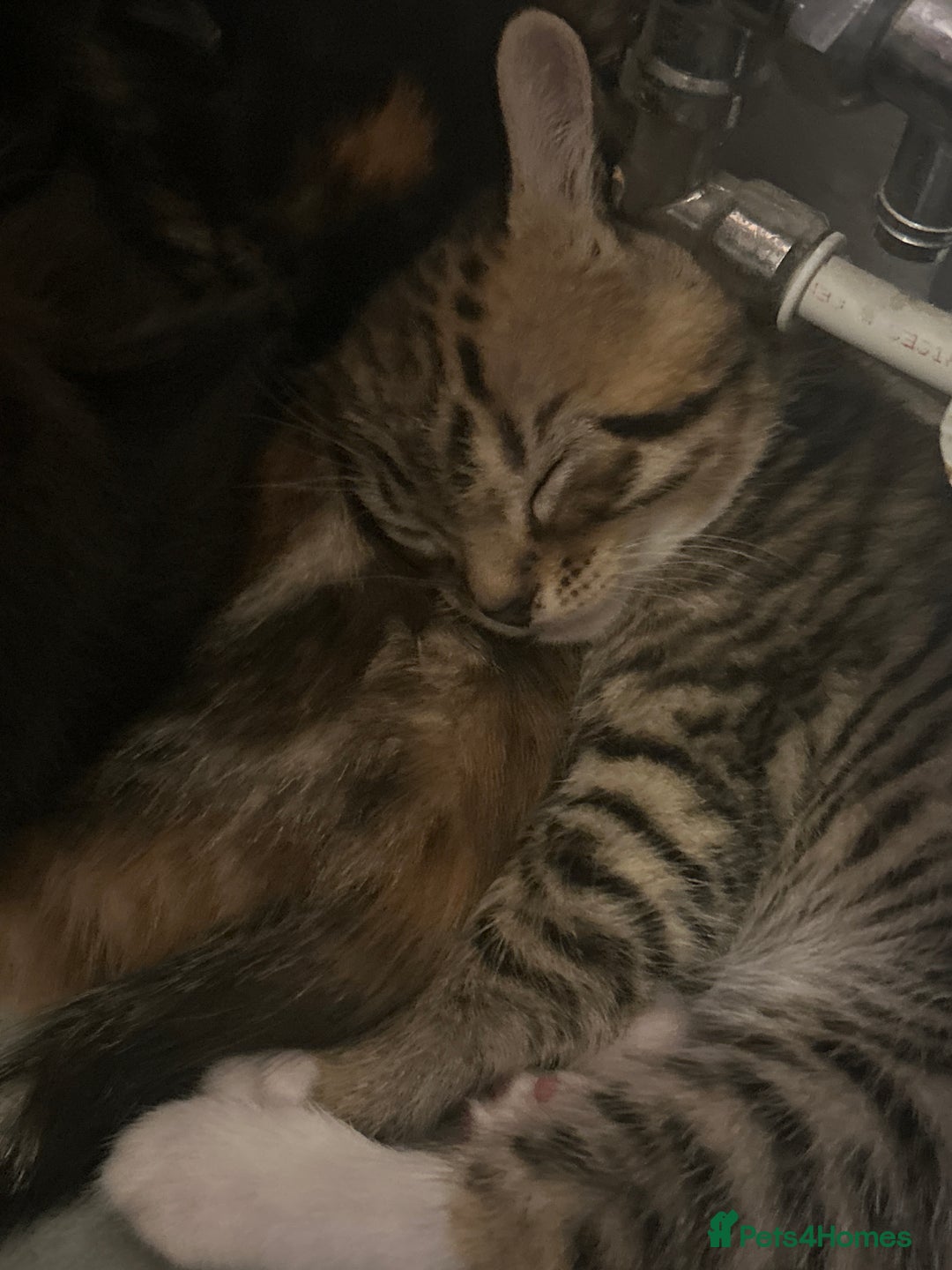 Mixed Breed cats for sale: 15 kittens for sale (4 LEFT REDUCED)  in Hassocks - Image 16