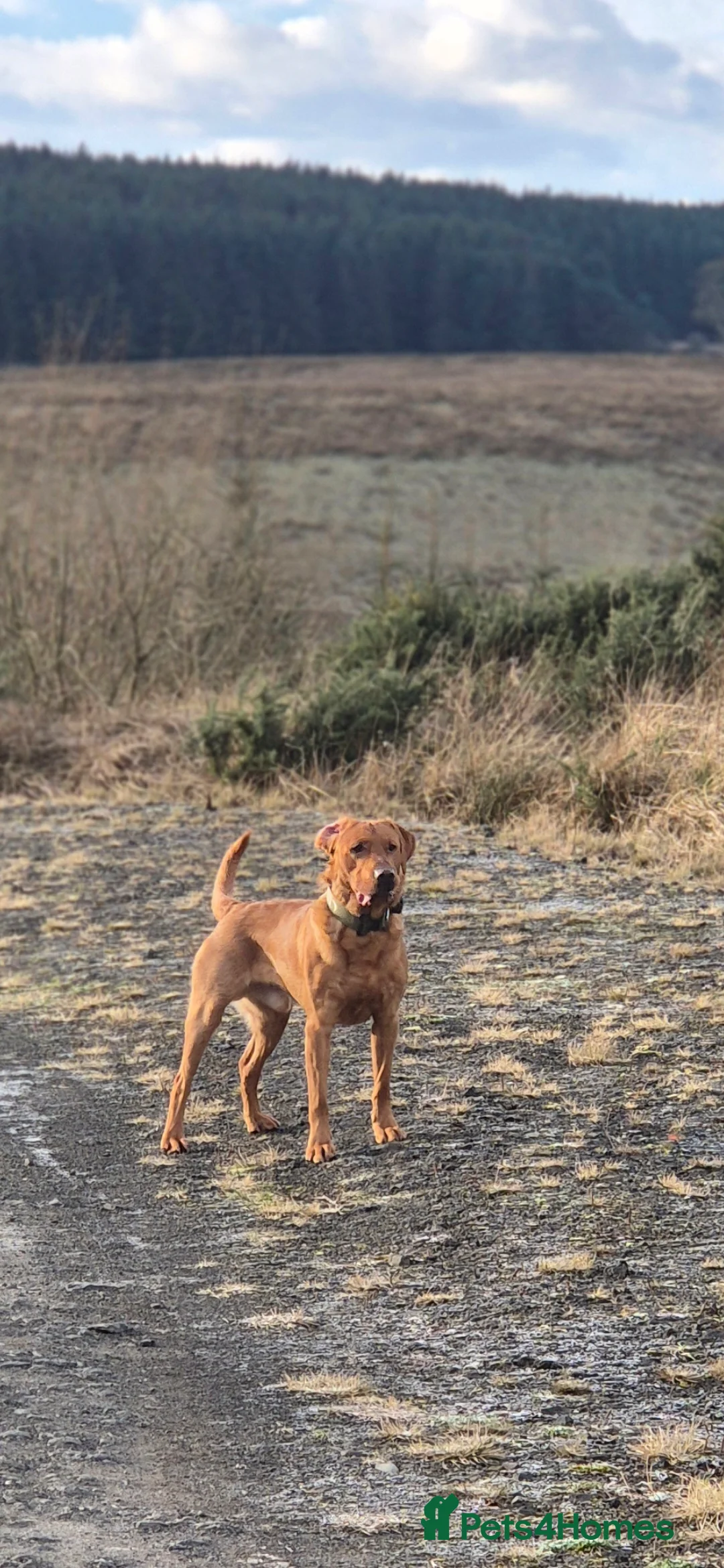 Labrador Retriever dogs for stud: Fully Health Tested Red Fox Lab Stud - Advert 2