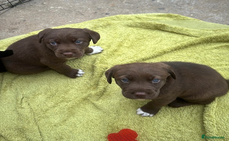 Borador dogs - Advert 2